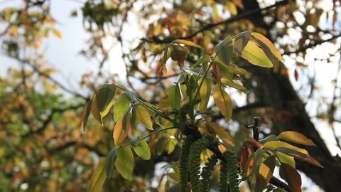 Walnut tree twig bloom Stock Footage 111767000