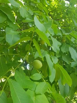 Walnut Tree with a Walnut in a Jar on a Shelf Stock Photos