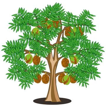 Walnut on tree on white background is insulated Illustrazione stock