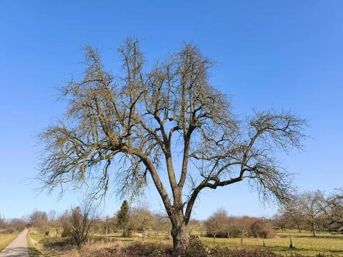 Walnut tree in winter, the lichens on the branches shine in the sunlight. Stock Photos