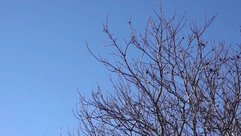 Walnut tree without leaves against the blue sky Stock Footage 73607506