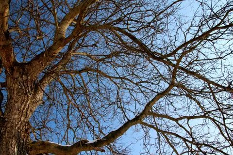 Walnut tree without leaves on blue sky background Stock Photos