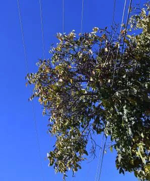 Walnut trees and powerlines Stock Photos