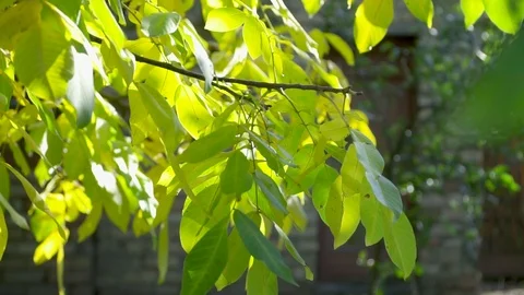 A walnut tree's green leaves swing in the wind, slow motion 動画素材 127343093