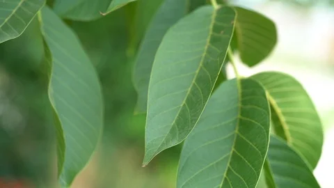 Walnut trees with ripening walnuts on a large rural plantation Video stock 113645374