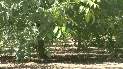 Walnut trees in the wind Stock Footage 41138231