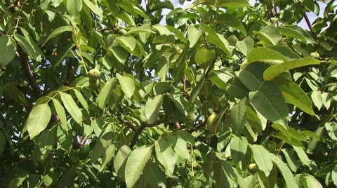Walnut treetop Stock-Footage 54522735