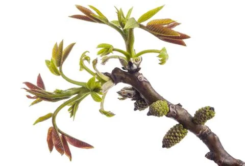 Walnut twig at spring Stock Photos