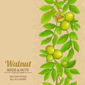 Walnut vector background Stock Illustration