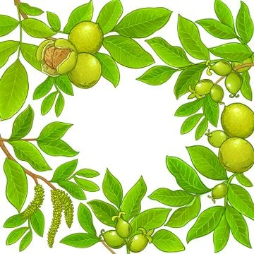 Walnut vector frame Stock Illustration