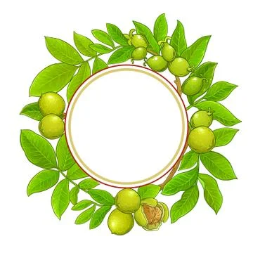 Walnut vector frame Stock Illustration