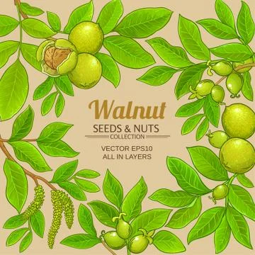 Walnut vector frame Stock Illustration