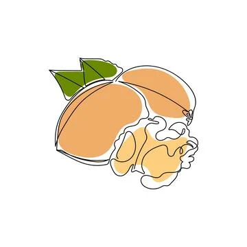 Walnut vector illustration. Continuous one line drawing style. Stock Illustration