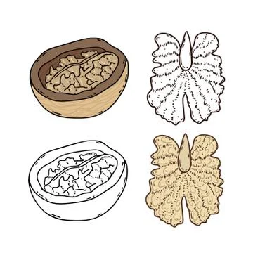 Walnut Vector Illustration. Isolated on white background. Color and line art  Stock Illustration