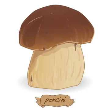 Walnut vector isolated Stock Illustration