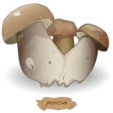 Walnut vector isolated Stock Illustration