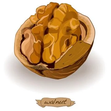 Walnut vector isolated Stock Illustration