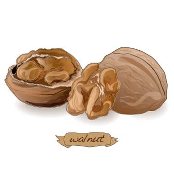 Walnut vector isolated Stock Illustration