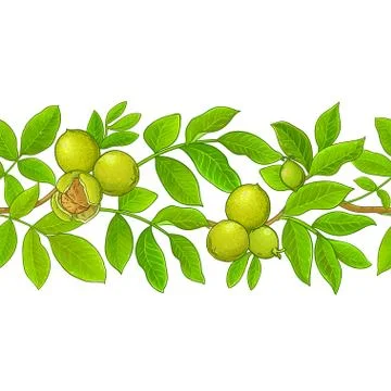 Walnut vector pattern Stock Illustration