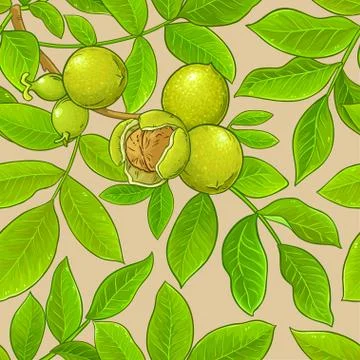 Walnut vector pattern イラスト素材