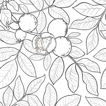 Walnut vector pattern Stock Illustration