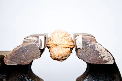 Walnut in a vice closeup on white background Stock Photos