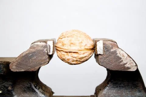 Walnut in a vice closeup on white background Stock Photos