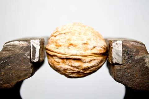 Walnut in a vice closeup on white background Stock Photos