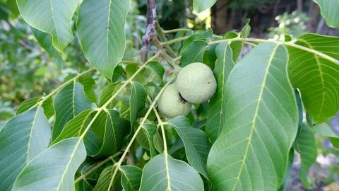 Walnut. Walnut tree. Foto stock