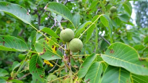 Walnut. Walnut tree. Stock Photos