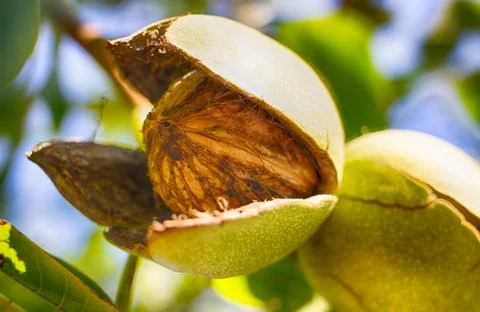 Walnut on a walnut tree. Ripe nut. Harvest. Nut in a natural shell. Stock Photos