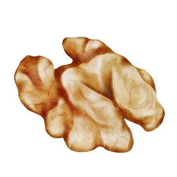 Walnut watercolor. Hand drawn kernel without shell on white background. Food Stock Illustration
