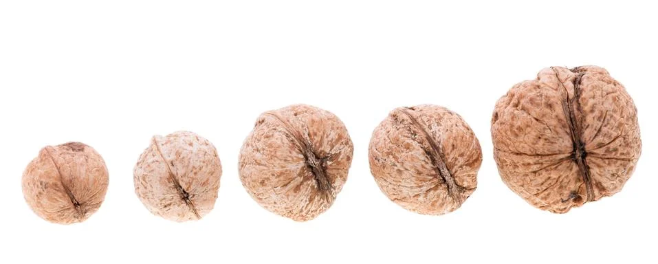Walnut on white background. Close-up view. Stock Photos