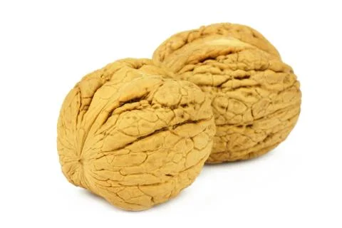 Walnut on white background Stock Photos