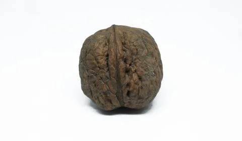 A walnut on a white background Stock Photos