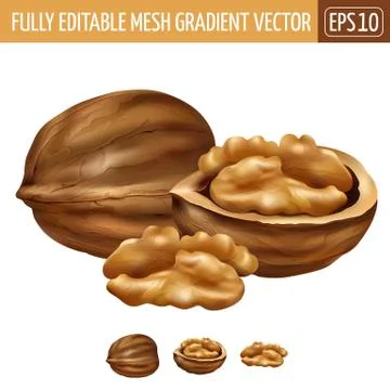 Walnut on white background. Vector illustration Stock Illustration