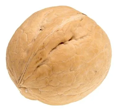 Walnut on white Stock Photos