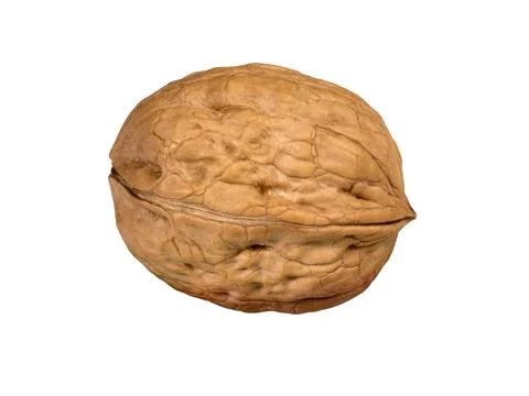 Walnut whole. Stock Photos