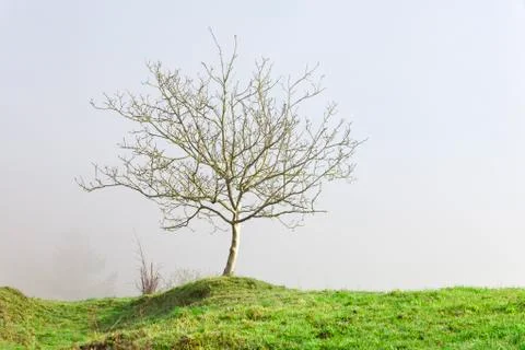 A walnut without leaves in winter isolated by the fog Foto stock