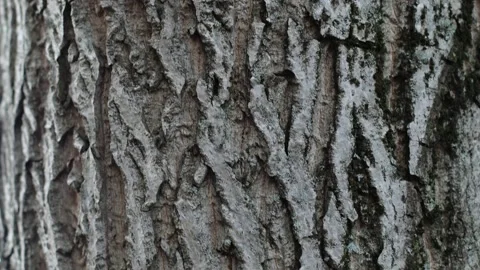 Walnut wood texture. The trunk of a large walnut tree from below close-up. Stockbeeldmateriaal 214088430