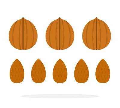 Walnuts and almonds in a shell and in a row flat isolated Stock Illustration