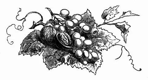 Walnuts and grapes on vine leaf (illustration) Stock Illustration