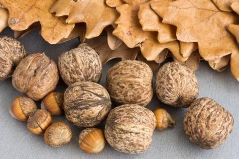 Walnuts and hazelnuts Stock Photos