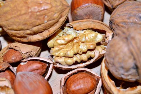 Walnuts and hazelnuts Stock Photos