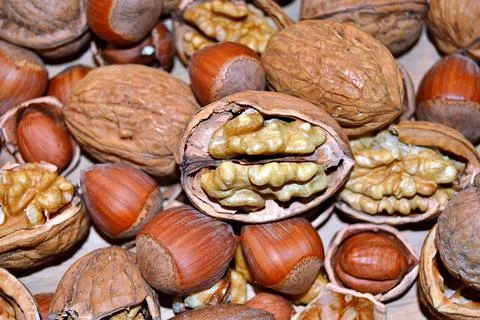 Walnuts and hazelnuts Stock Photos