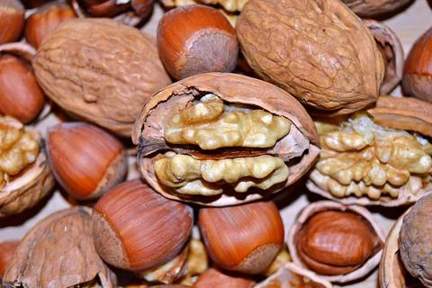 Walnuts and hazelnuts Stock Photos