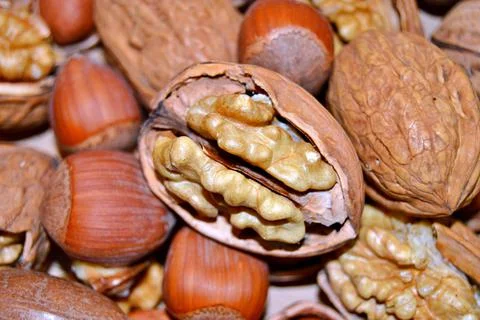 Walnuts and hazelnuts Stock Photos