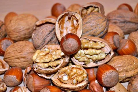 Walnuts and hazelnuts Stock Photos