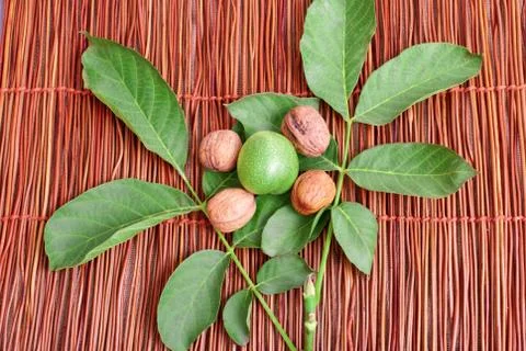 Walnuts and leaves Stock Photos
