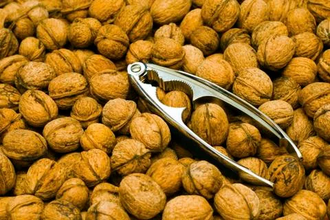 Walnuts and nut cracker 写真素材